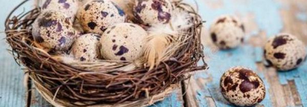 怎么挑选新鲜的鹌鹑蛋