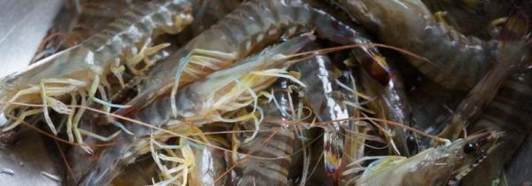 怎么挑选新鲜的虾