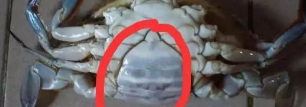 怎么处理螃蟹