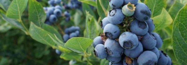 蓝莓的十大功效与作用
