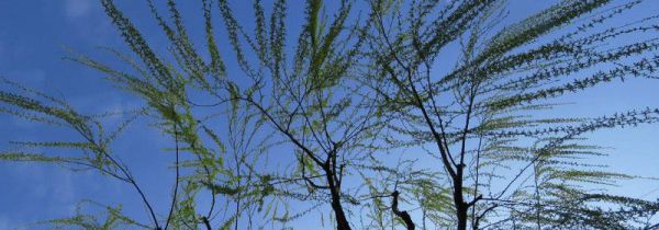 柳芽不能和什么一起吃