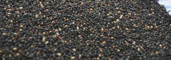 芝麻炒之前没洗怎么办