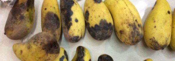 芒果烂了的一部分切了还能吃吗