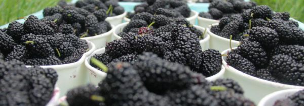 吃不完的桑葚怎么保存