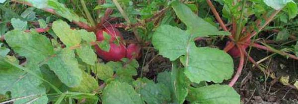 野红萝卜缨的功效与作用