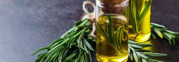 迷迭香可以冷冻保存吗