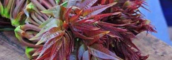 香椿可以放几天