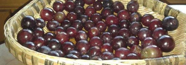 做葡萄酒的方法和配方