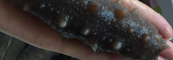 海参煮不烂咋办