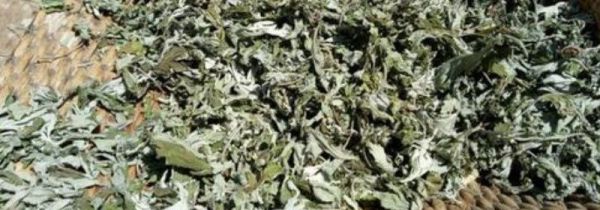 晒干的艾叶如何存放