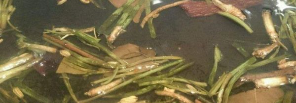 葱油可以保存多久