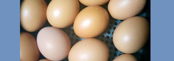 空气炸锅能烤鸡蛋吗