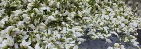 槐花怎么洗