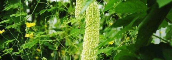 苦瓜有什么功效