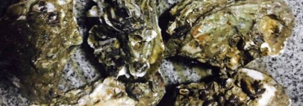 生蚝怎么清洗内脏图解