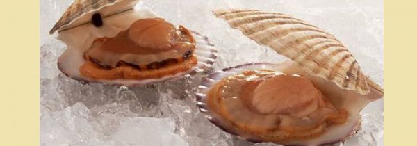 扇贝的腮和黄的区别