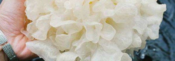 鲜银耳有毒吗 辟谣