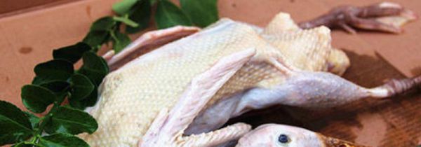 鸭子毛去不干净怎么办