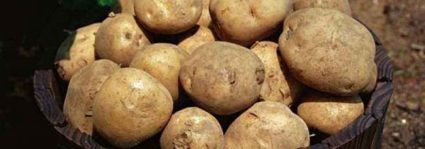 白糖和土豆可以一起吃吗