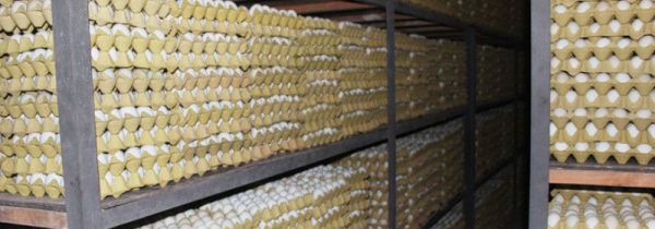 大批量鸡蛋的仓库保存方法