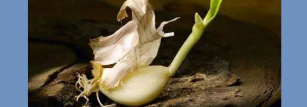 发芽的大蒜能不能吃