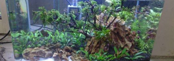 闲置鱼缸的妙用