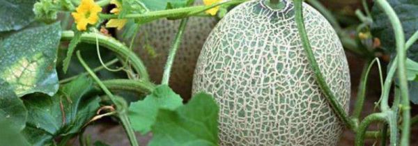 如何挑选哈密瓜