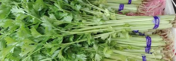 芹菜和牛奶能一起吃吗