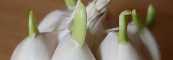 蒜头发芽能吃吗