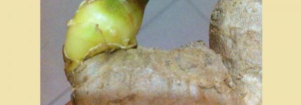 生姜发芽能吃吗