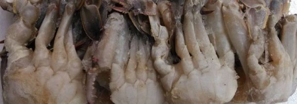 冰箱冻死螃蟹能吃吗