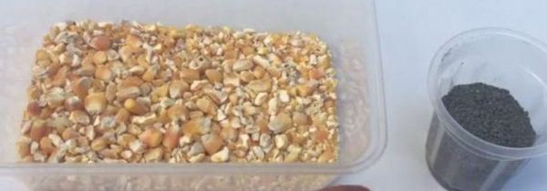 家里有老鼠怎么办