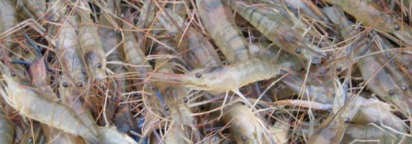 罗氏虾怎样去内脏图解