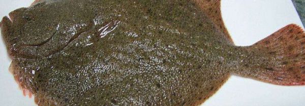 多宝鱼去内脏图解