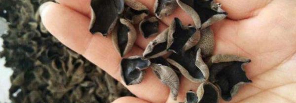 木耳可以直接炒吗