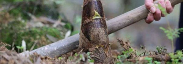 挖冬笋怎么找竹鞭诀窍