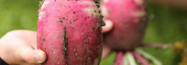 紫心萝卜的功效与作用