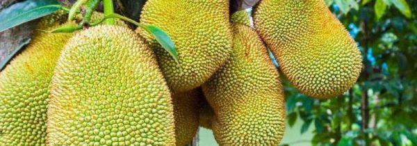 菠萝蜜上面有褐色斑点可以吃吗