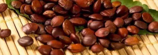 酸枣仁不能和什么一起吃