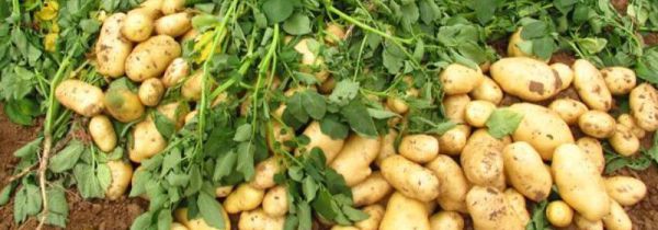 怎么保存土豆不长芽