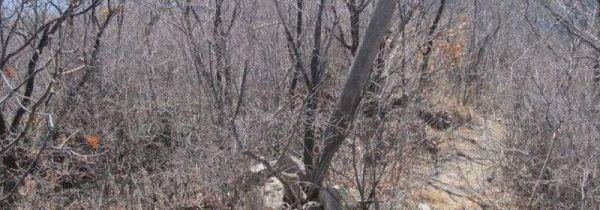 怎么利用太阳的位置辨认方向