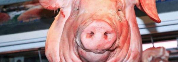 猪头毛怎样能快速拔干净