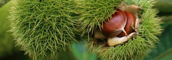 板栗出芽了可以吃吗