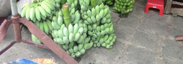 冬天青香蕉怎么催熟