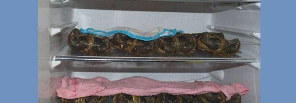 冬天大闸蟹怎么保存不会死