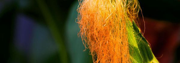 玉米须的功效作用禁忌