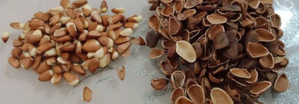 松子壳是什么垃圾