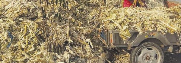 甘蔗渣属于哪类垃圾