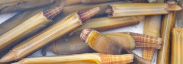 蛏王肉怎么处理干净