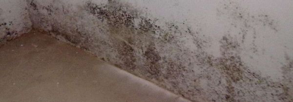 墙角发霉发潮怎么处理